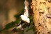 Muchárik bielokrký (samček pri odlete z hniezda)
